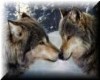  Wolf Love