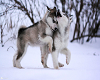 ALASKAN MALAMUTE