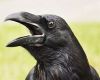Domestic Crow