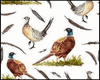 Wild Quail
