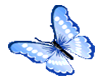 Anim.Blue Butterfly2