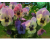 SunnyPansiesForFlowerbed