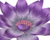 purple medi flower