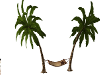 palm tree hammock