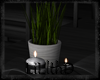 - BH. Plant Candles