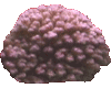 Pocillopora-Coral