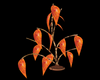 Copper Orange plant
