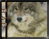 Silver Wolf 2 Sticker