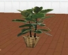 Wicker Potted Plant