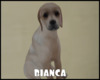 *BIANCA