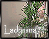 *LM*Spring Plant