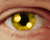 Gold Eyes - M -