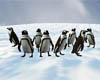 NC Penguins