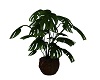 Fatsia Japonica Plant