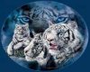 tigers in a globe