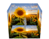 Sunflower Box V2