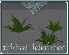 [A] Wild Ferns
