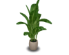 Plant Pot