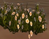 Daisies on Field Flowers