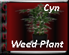 weed plant2