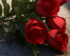 Love roses