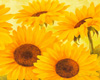 *C* Sunflower Wall Art