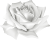 White Rose