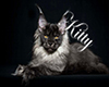Kitty Dance Markerr/Rug