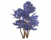 Jacaranda Trees Req