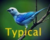 Bird Azulejo Taill