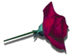 (SW)red rose