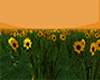 T-Fields of flowers