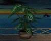 LARGE TROPICAL PLANT