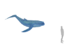 Blue Whale Fantasy