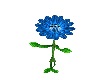 Blue Pixie Flower