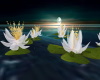 Animated Lotus Flower 2