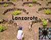 Lanzarote_vineyard