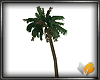 (ED1)Coconut trees