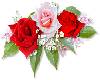 RED AND WHITE ROSE
