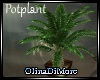 (OD) potplant Mooria