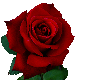 Deep red single rose