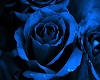 dress rose bleu