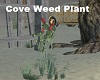 Cove Weed Plant