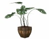 POTTED  MONSTERA  PLANT