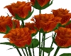 Orange Roses/Vase
