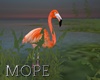 Swamp Filamingo Orange
