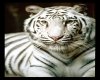 White Tiger