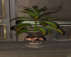 Chandelier Plant