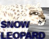 SNOW LEOPARD