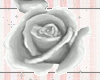 [H] white roses